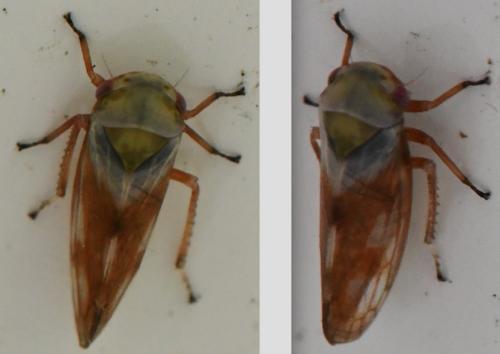 Oncopsis flavicollis